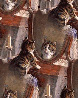 chat miroir